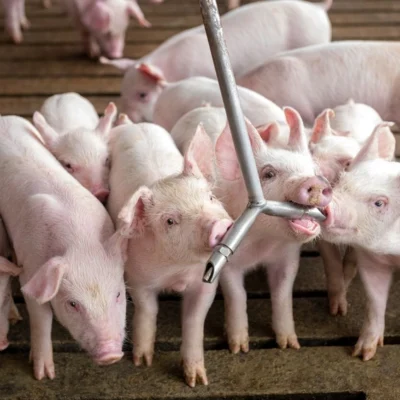 Antique Province Urged to Regulate Outbound Shipment of Pork Amid Soaring Prices