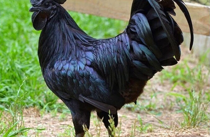 8 Fascinating Big Black Chicken Breeds