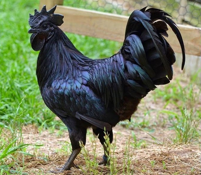 Ayam Cemani black chicken breed