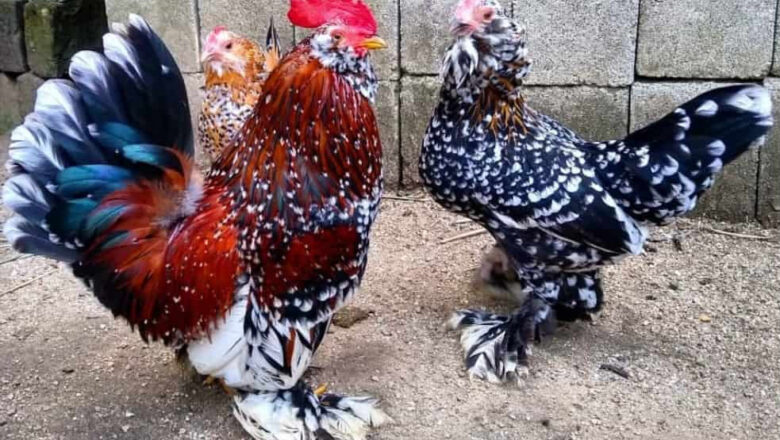 What is Belgian d’Uccle Chicken: Characteristics, History, Behavior