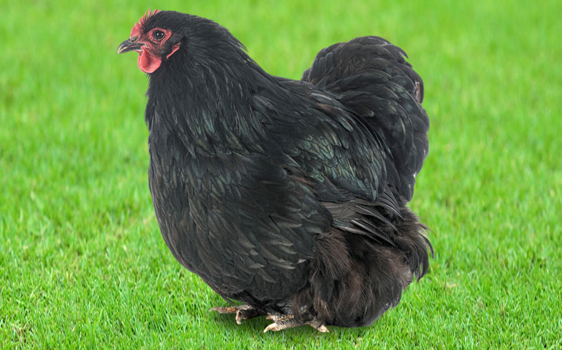 Black Orpington black chicken breeds