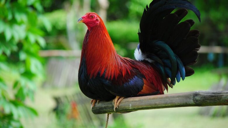 Cowan Roundhead Gamefowl Profile and Fighting Style