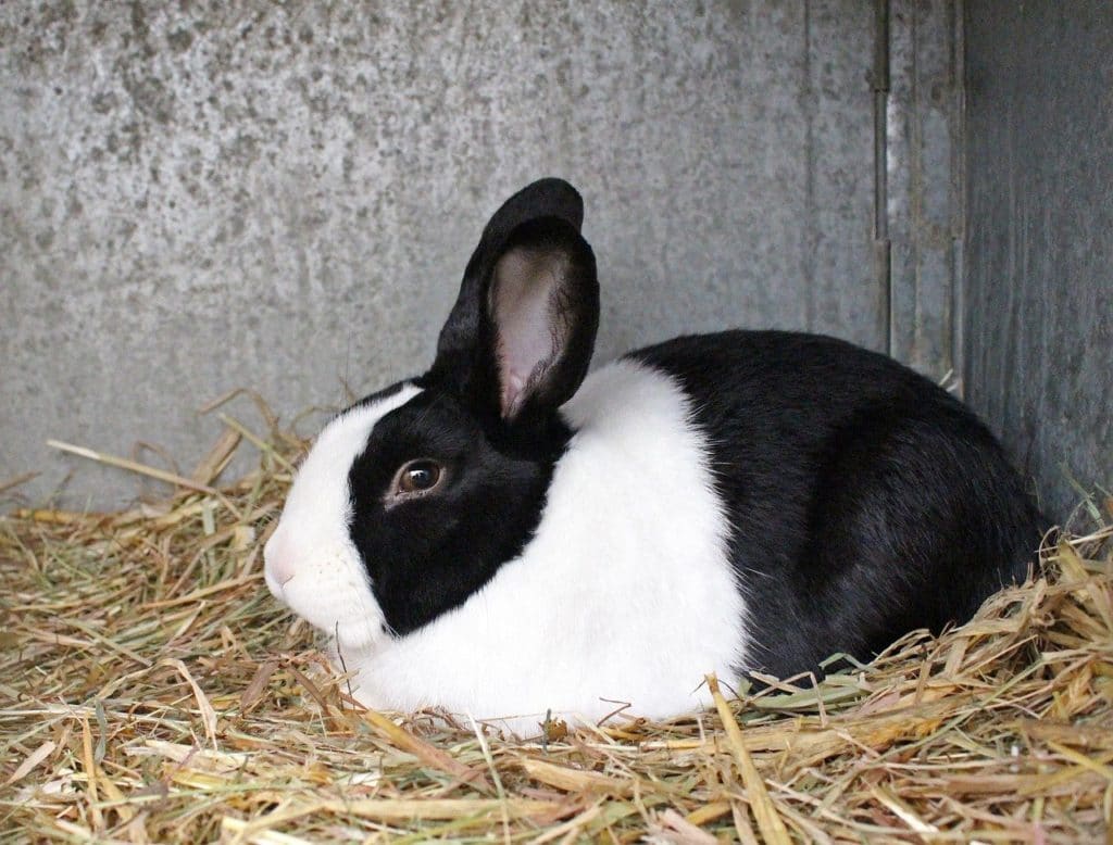 Dutch-rabbit