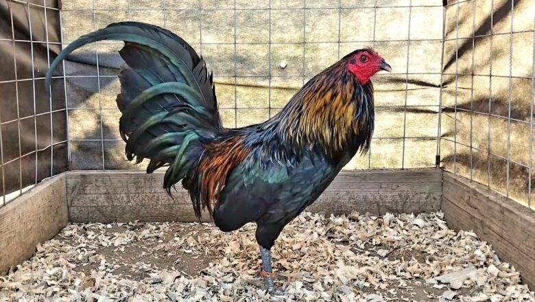 Black McRae Gamefowl: All You Need to Know