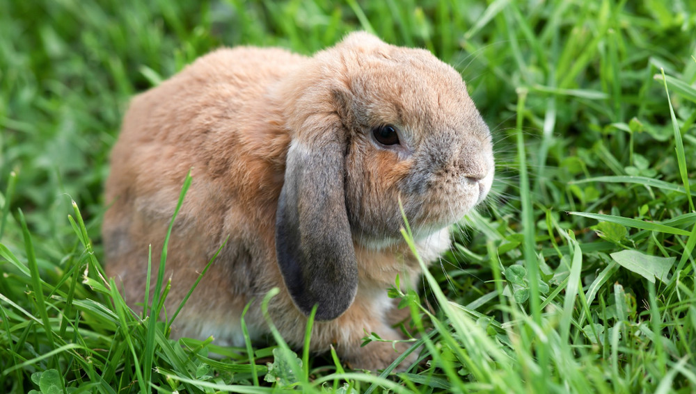 Mini Lop rabbit