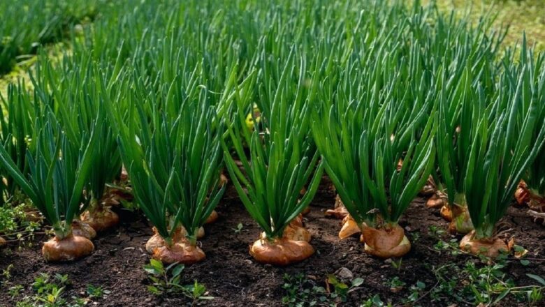From Seed to Supermarket: Your Guide to Onion Farming in the Philippines