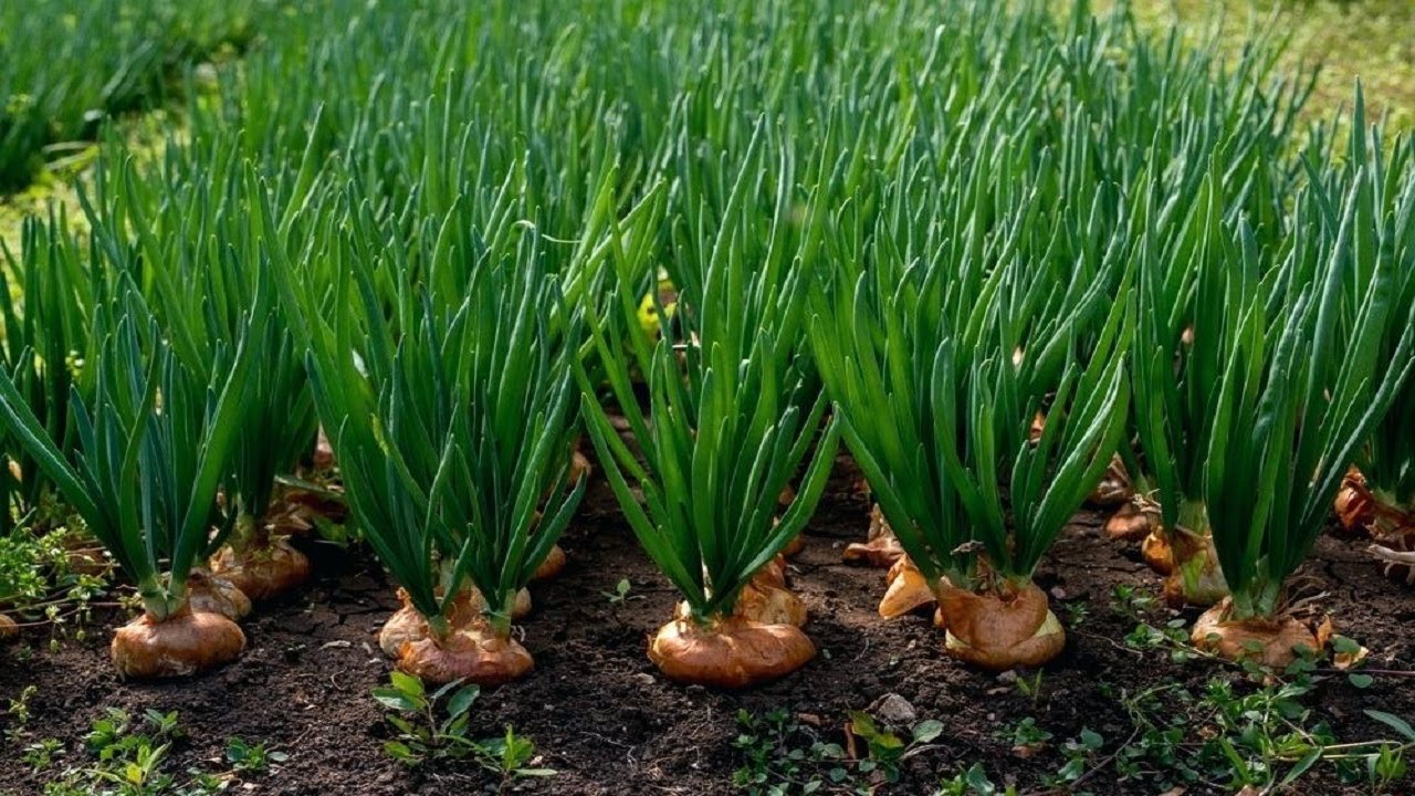 Onion-farming