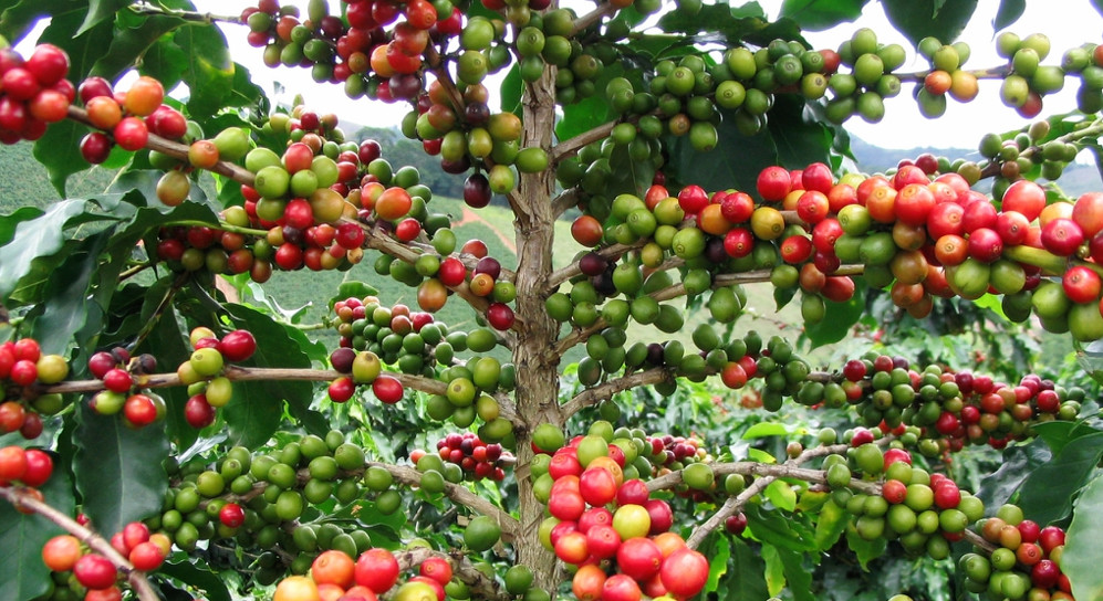 arabica-coffee-varieties