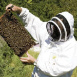 Analyzing the Income-Generating Potential of Beekeeping
