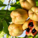 9 Health Benefits of Ackee Fruit, Description, and Side Effects