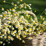 Mansanilya: 11 Health Benefits of Chamomile, Description, and Side Effects