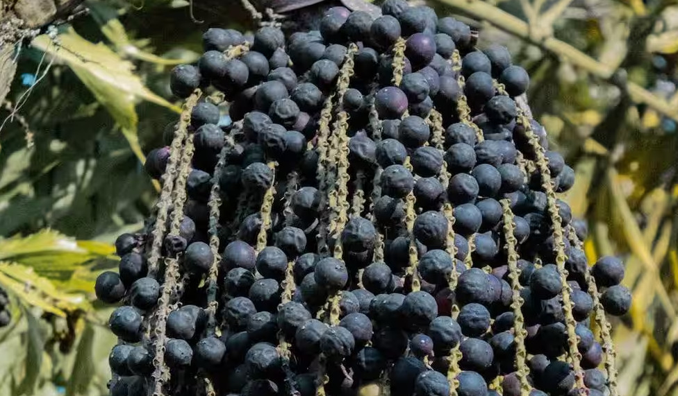 benefits-of-acai-berries