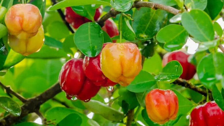 10 Health Benefits of Acerola, Description, and Side Effects