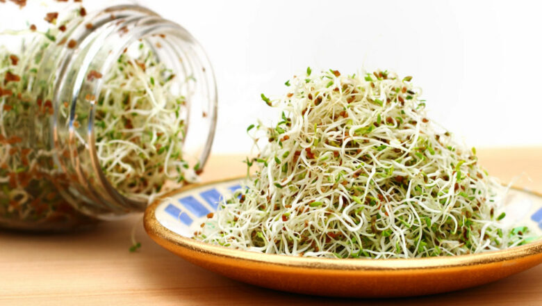 12 Health Benefits of Alfalfa Sprouts, Description, and Side Effects