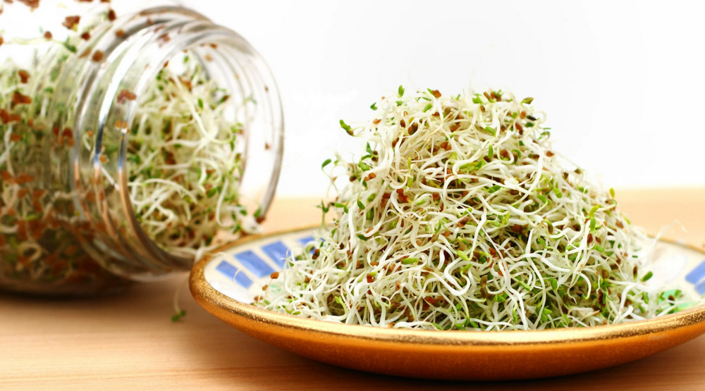 benefits-of-alfalfa-sprouts