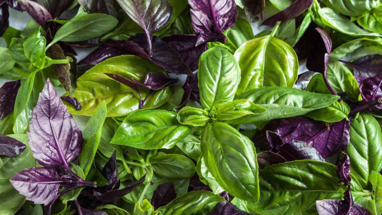 11 Health Benefits of Basil, Description, and Side Effects