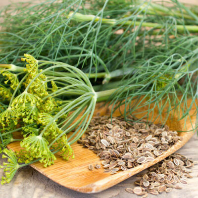 10 Health Benefits of Dill, Description, and Side Effects