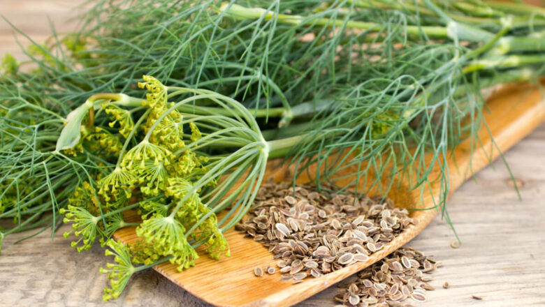 10 Health Benefits of Dill, Description, and Side Effects