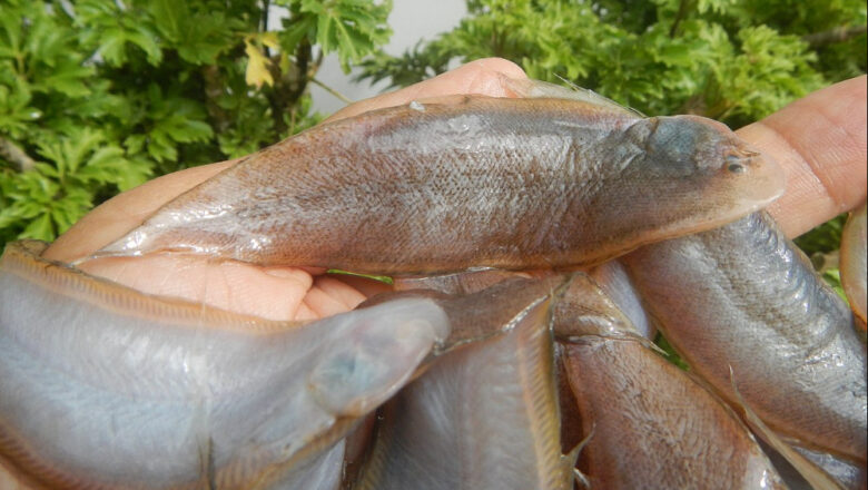 Dapa Fish: 10 Health Benefits of Flatfish, Description, and Side Effects