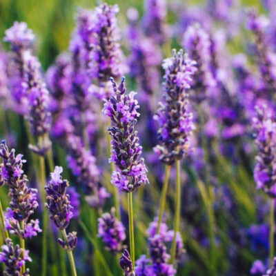 10 Health Benefits of Lavender, Description, and Side Effects
