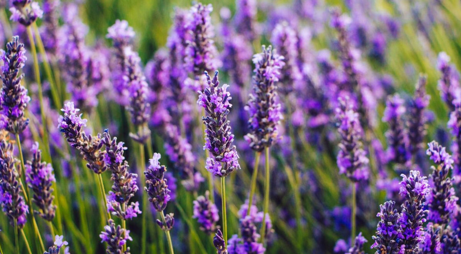 benefits-of-lavender