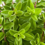 10 Health Benefits of Marjoram, Description, and Side Effects