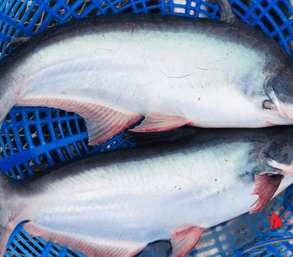Kanduli: Health Benefits of Pangasius, Description, and Side Effects