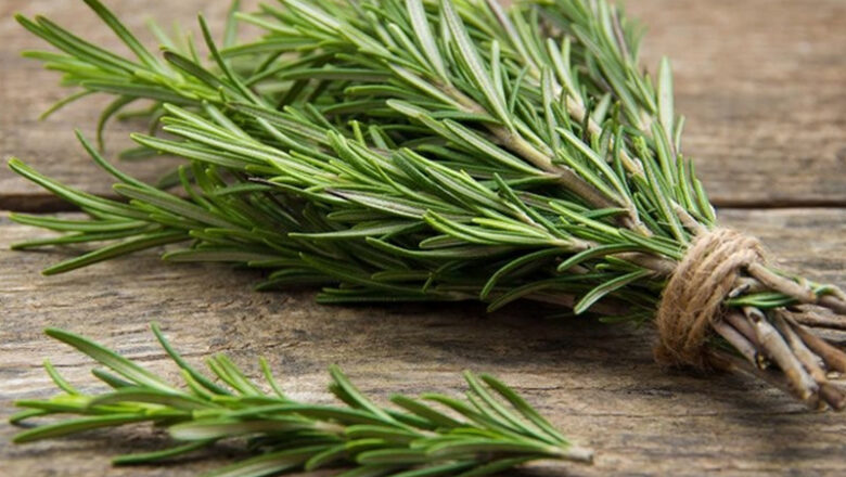 11 Health Benefits of Rosemary, Description, and Side Effects