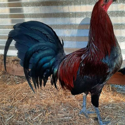 Black Roundhead Gamefowl History and Fighting Style