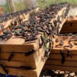 Black Soldier Fly Farming: A Buzzing Opportunity in the Philippines?