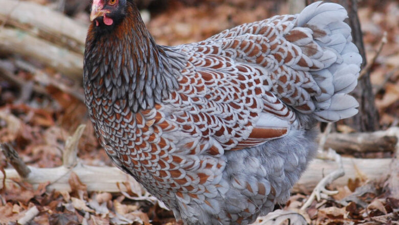 Blue Laced Wyandotte Chicken: Characteristics, History, Behavior, and Temperament