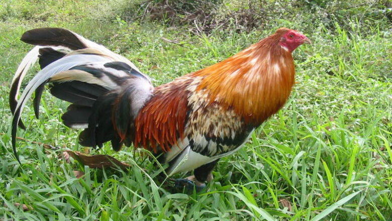 Butcher Gamefowl Breed Profile and Fighting Style