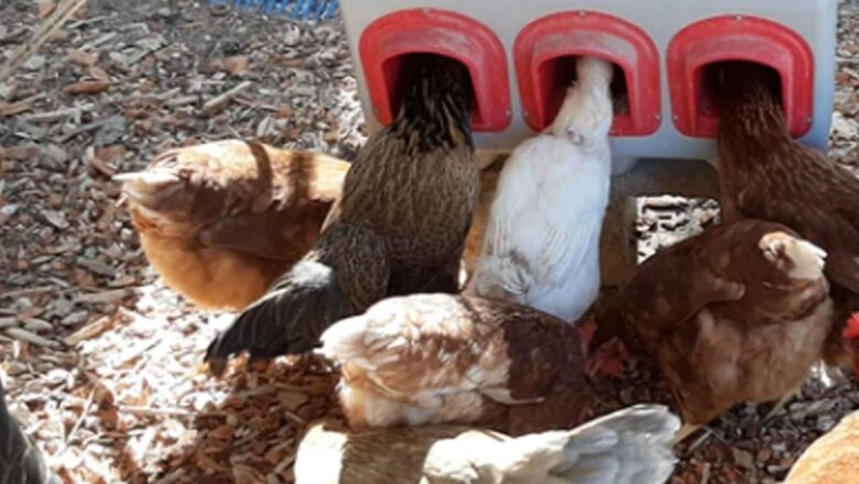 Can DIY Chicken Feeders Really Save You Money?