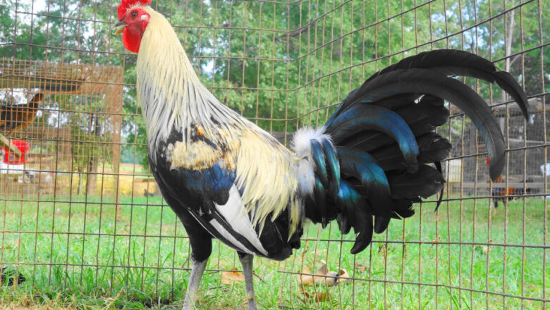 Chocolate Grey Gamefowl Bloodline Profile and Fighting Style