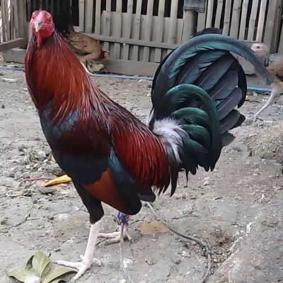 Fighting Cock: All You Need to Know About Fighting Rooster