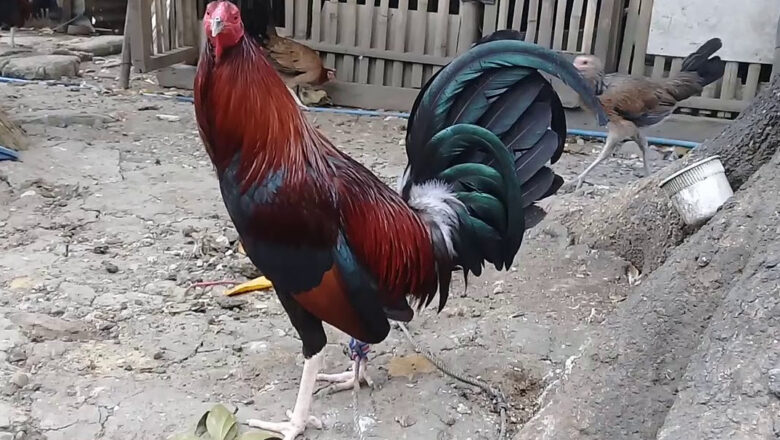 Claret Gamefowl and Its Fighting Style