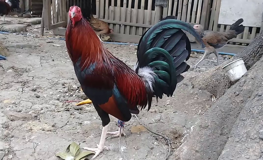 claret-gamefowl - Fighting Cock