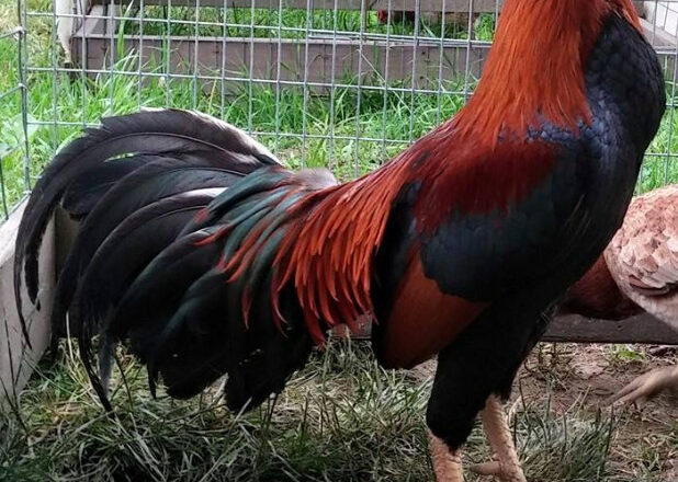 Cobra Asil Gamefowl Bloodline Profile and Fighting Style