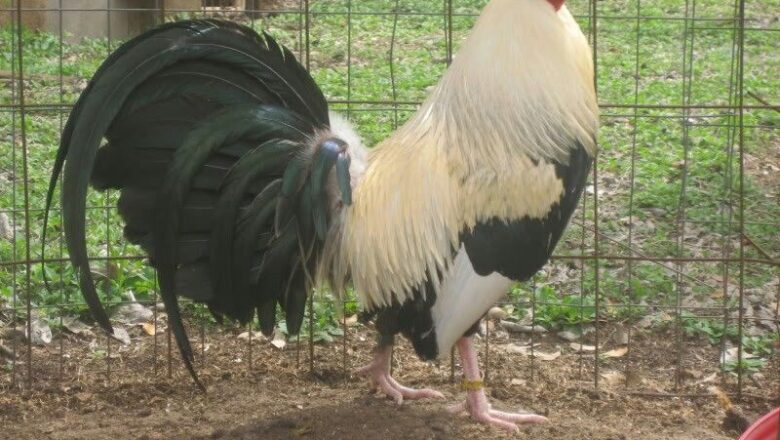Frost Grey Gamefowl History and Fighting Style