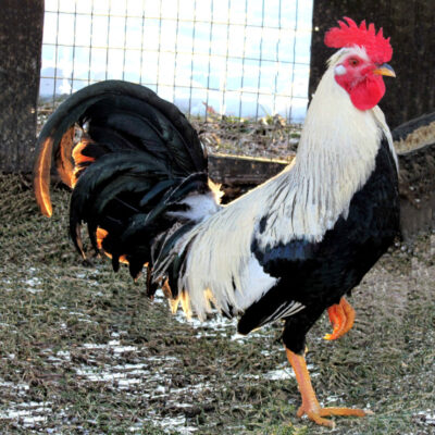 10 Best Fighting Rooster and Gamefowl Breeds