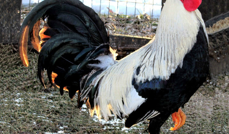 10 Best Fighting Rooster and Gamefowl Breeds