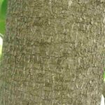 Gmelina Tree Characteristics and Uses
