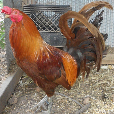 Golden Gamefowl History and Fighting Style