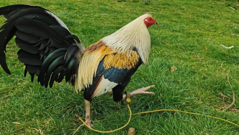 Irish Whitehackle Gamefowl: A Powerful Crossbreed with Rich Heritage