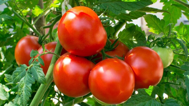 The Secrets to Growing Delicious Tomatoes
