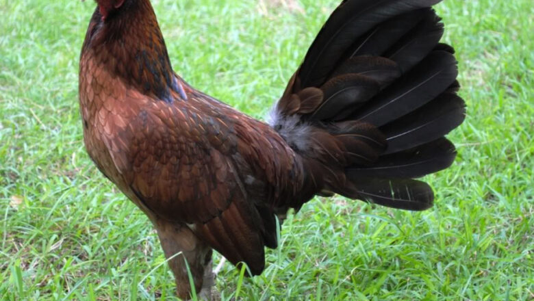 Hennie Gamefowl and Its Fighting Style
