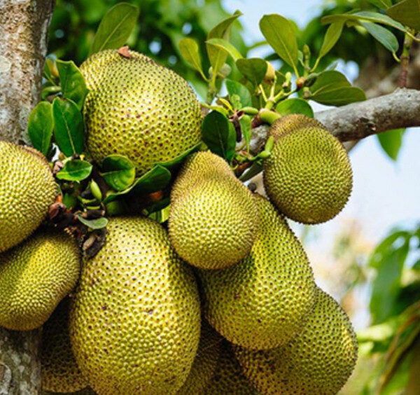 Unlocking the Potential of Jackfruit: A Key Player in Philippine Agriculture