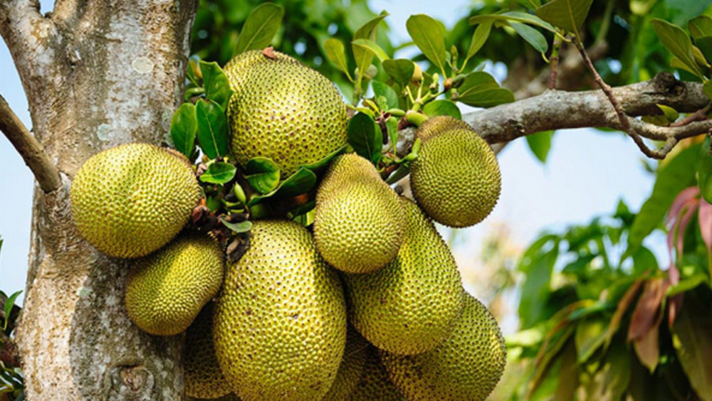 Jackfruit tree with unripe fruits