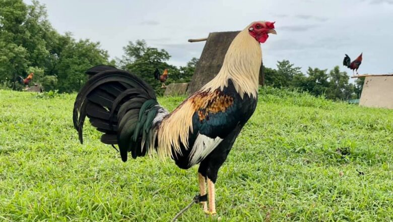 Kelso Grey Gamefowl: A Legendary Crossbreed with Exemplary Traits