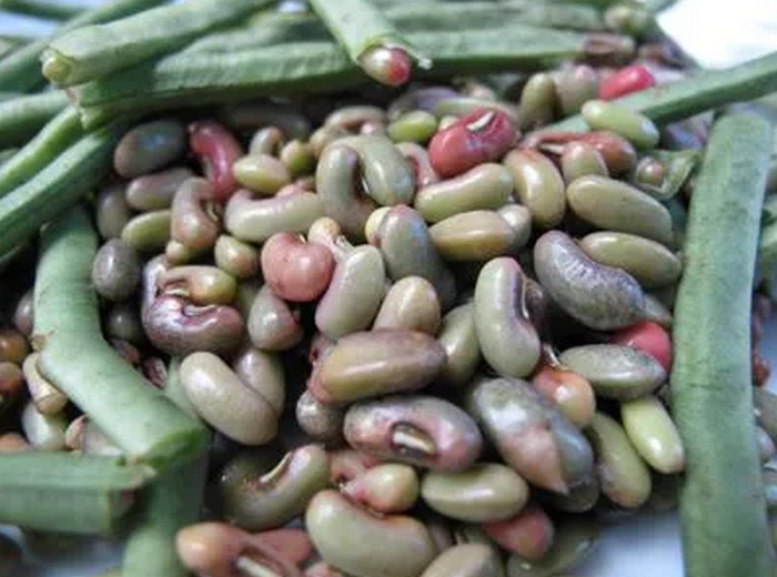 Kibal-beans